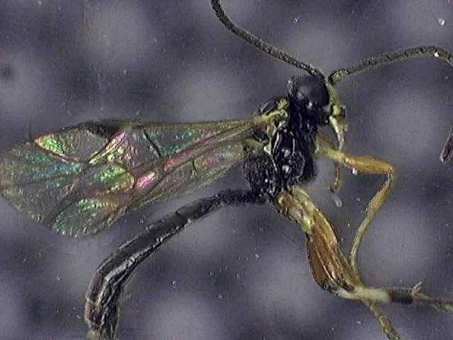 Ichneumonidae 1